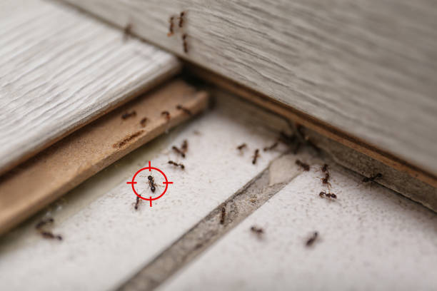 Best Exterminator Services  in Richardson, TX