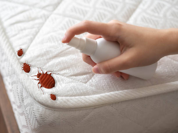 Best Residential Pest Control  in Richardson, TX