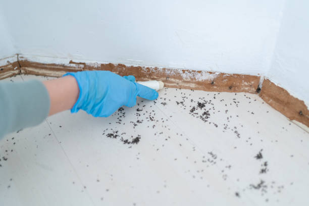 Best Cockroach Control Services  in Richardson, TX