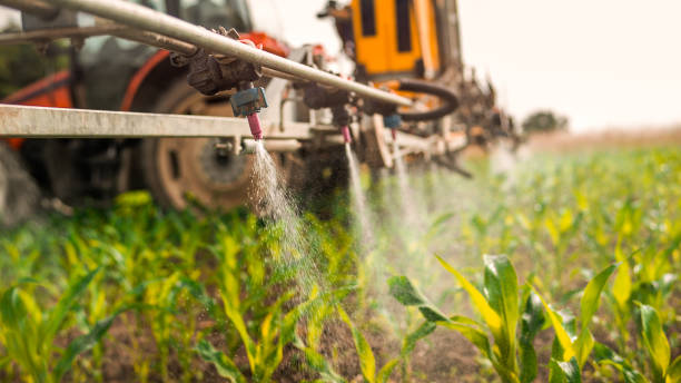 Best Ant Control Services  in Richardson, TX